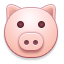pig